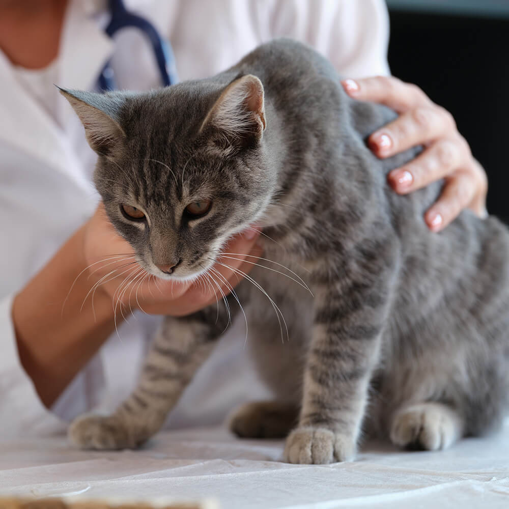 Can getting examined during a pet imaging service