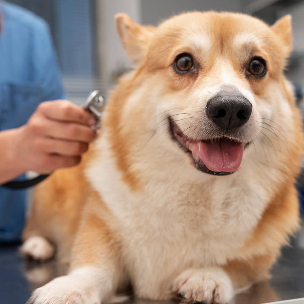 Thoughtful Veterinary Care