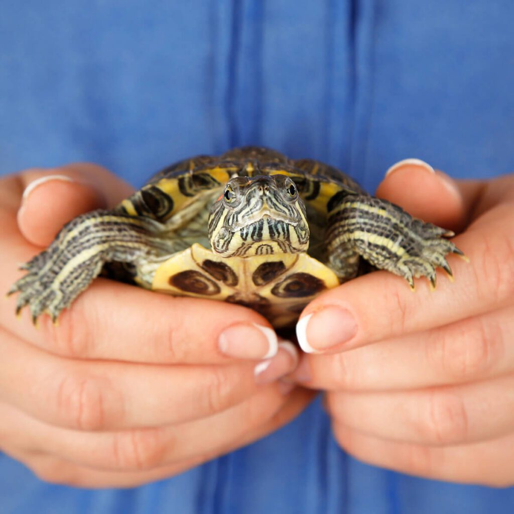 Person holding small domestic turtle