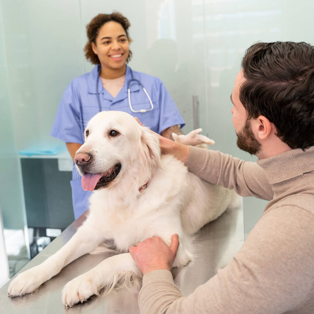 vet examining a dog on an exam table