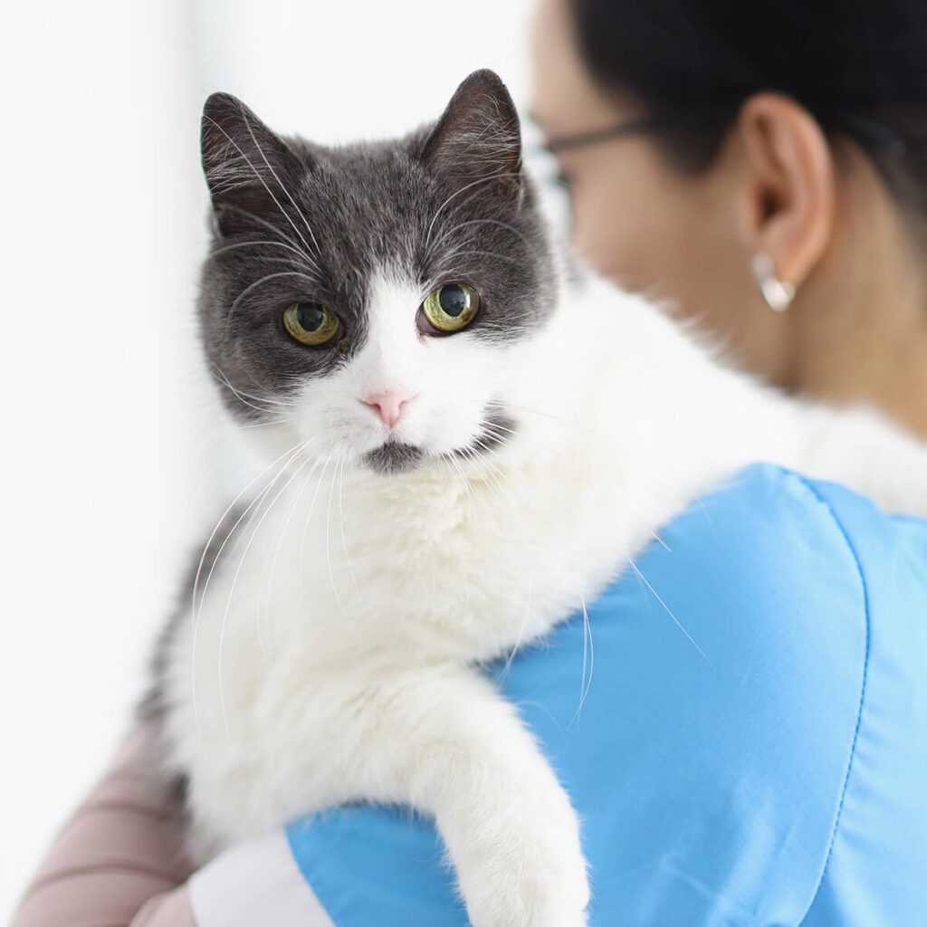 vet holding a grey and white cat