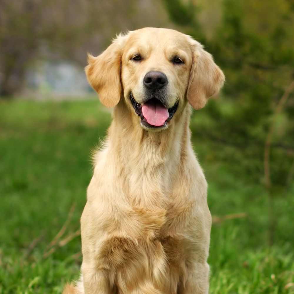 Happy golden retriever, green grass