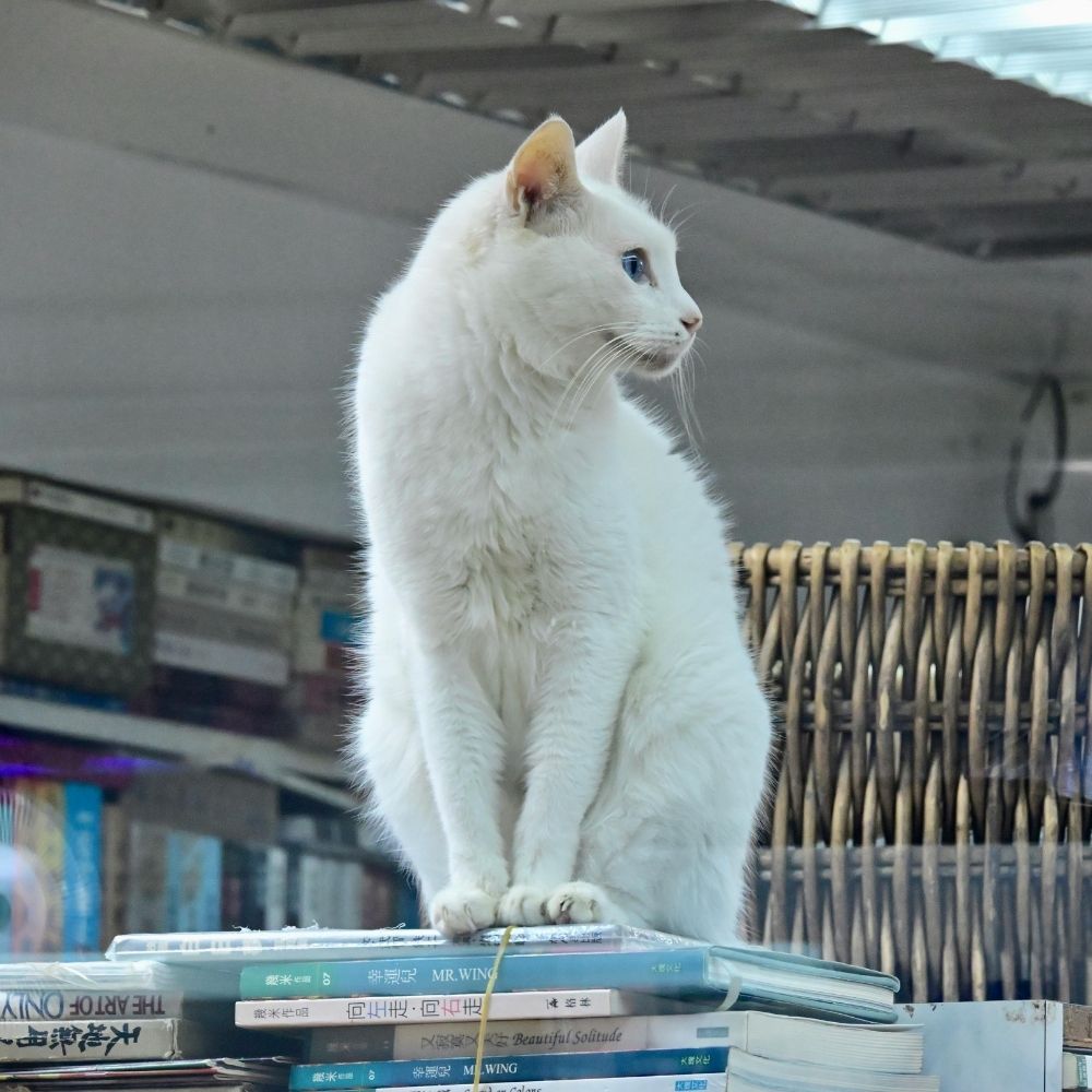 White cat on books. White cat on books.