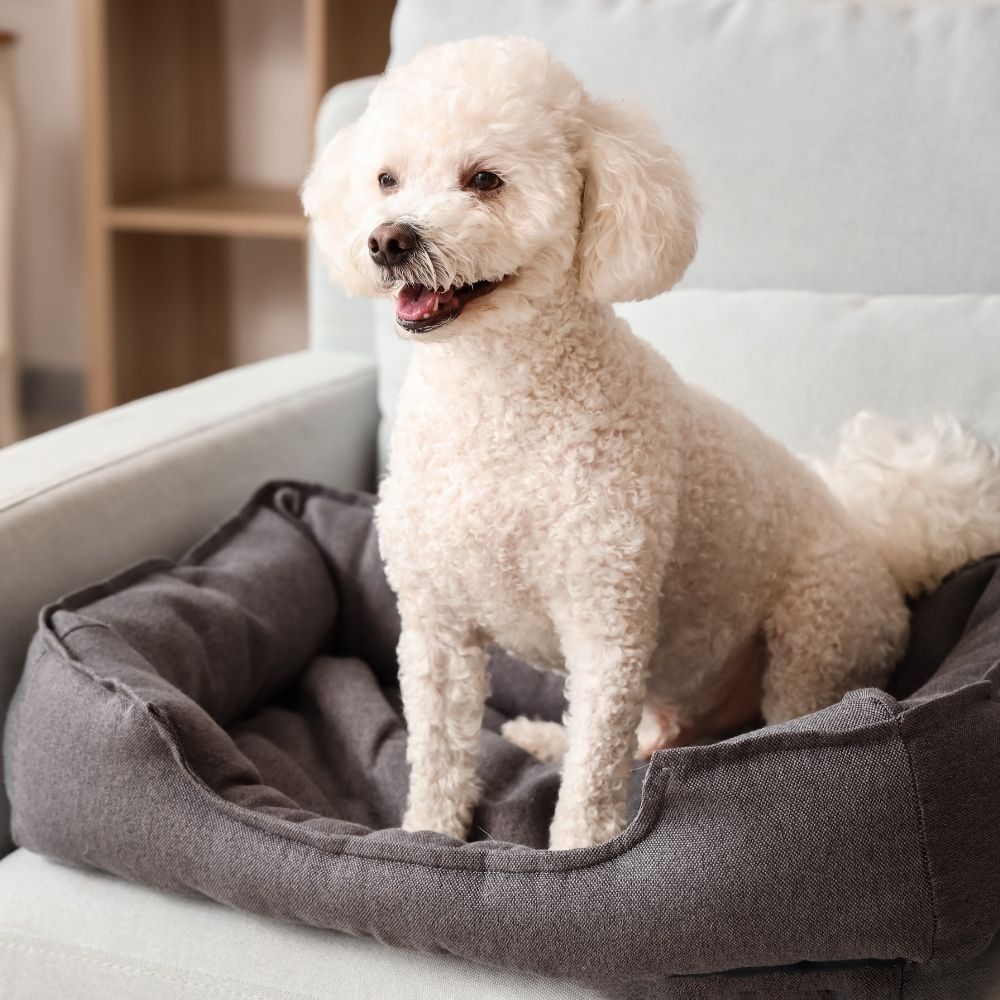 White poodle in dog bed White poodle in dog bed
