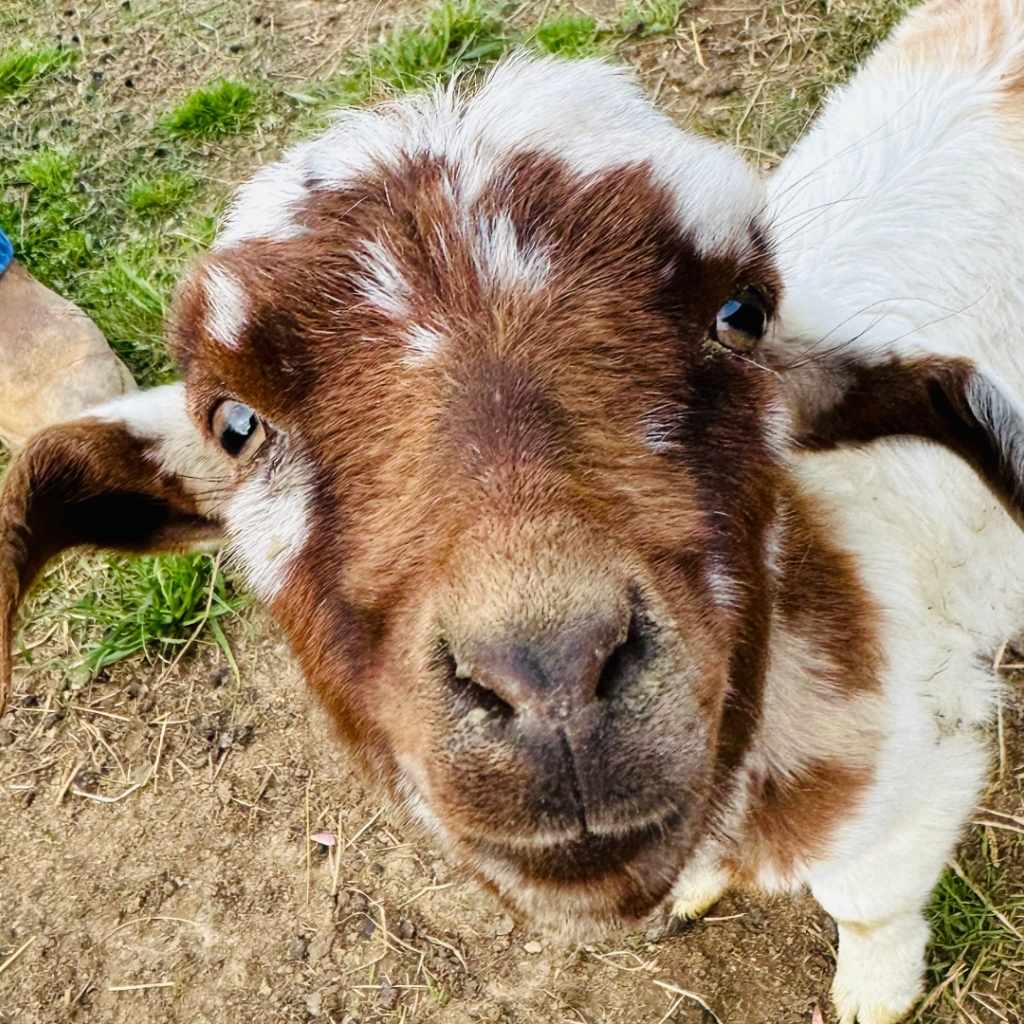 A close-up of a brown and white goat with a curious expression, looking directly at the camera. A hand is visible on the left side of the frame, reaching towards the goat.