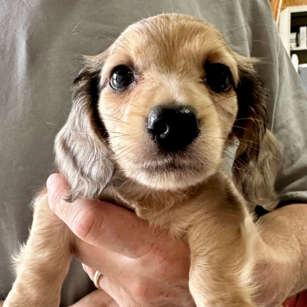 A close-up of a tan dachshund puppy being held in someone's arms. The puppy has large dark eyes and floppy ears.