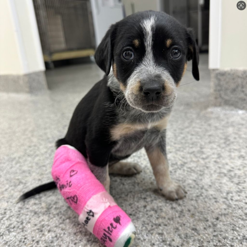 A black and tan puppy with blue eyes sits on a speckled floor with a bright pink cast on its front leg. The cast has hearts and names written on it in black marker.