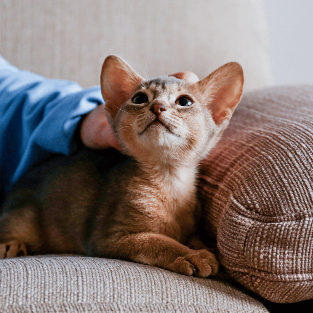 person petting a small kitten on a couch person petting a small kitten on a couch